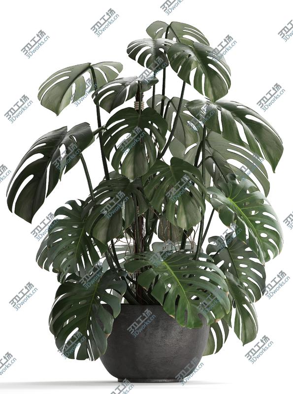 images/goods_img/202104092/Collection Exotic plants Monstera 3D model/4.jpg